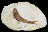 Fossil Fish (Knightia) With Floating Frame Case #105610-1